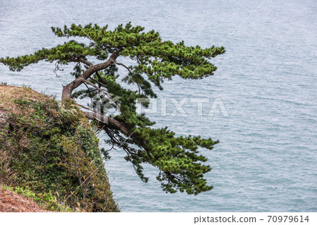 Seaside pine tree 70979614