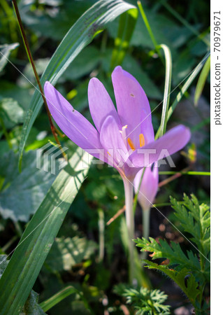 Colchicum alpinum wild flowers in Vanoise national Park, France 70979671