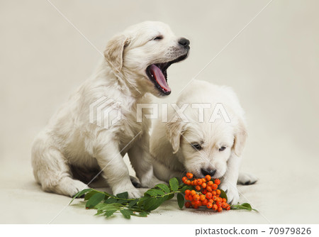 Two little golden retriever puppy studying the taste of orange rowan berries Two little golden retriever puppy studying the taste of orange rowan berries 70979826