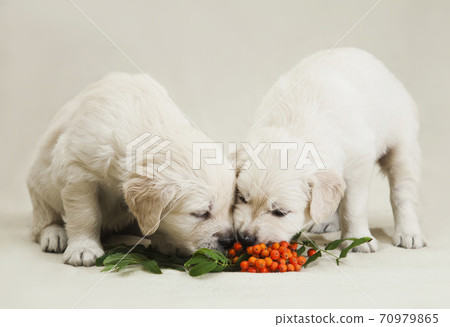 Two little golden retriever puppy studying the taste of orange rowan berries 70979865