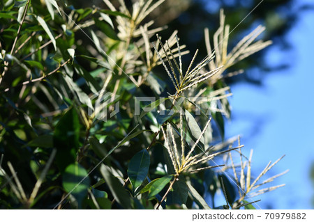 Lithocarpus glaber (Ass deep oak) flower Lithocarpus glaber (Ass deep oak) flower 70979882