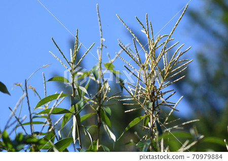 Shirikukagashi的花 Shirikukagashi的花 70979884