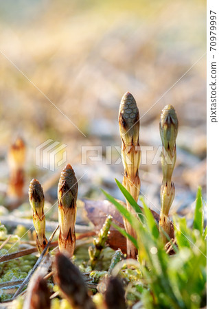 Hiruzen Highlands Horsetail in early spring Hiruzen Highlands Horsetail in early spring 70979997