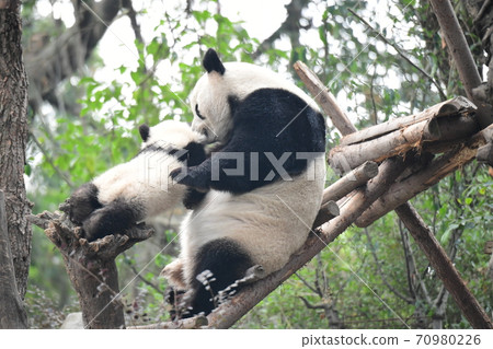 Parent-child Panda 70980226