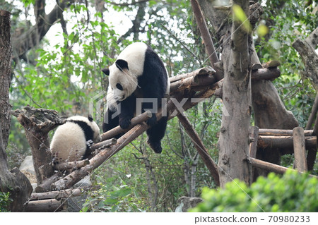 Parent-child Panda Parent-child Panda 70980233