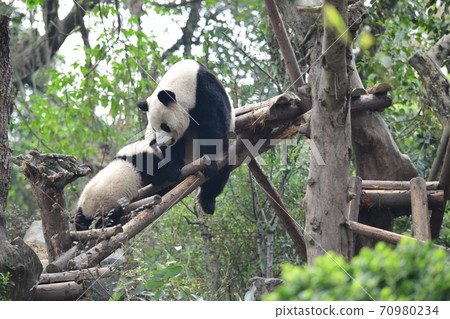 Parent-child Panda 70980234
