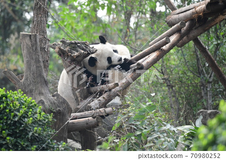 Parent-child Panda 70980252