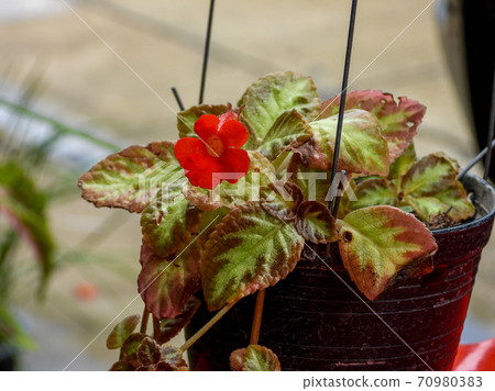 Flame Violet or Episcia cupreata flower (Episcia Cupreata (Hook.) Hanst) is blooming 70980383