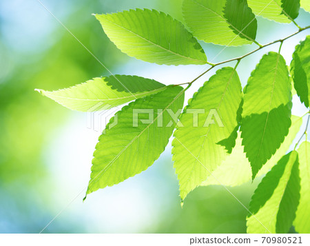 Fresh green zelkova leaves Fresh green zelkova leaves 70980521