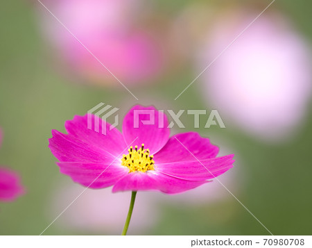 Cosmos flowers 70980708