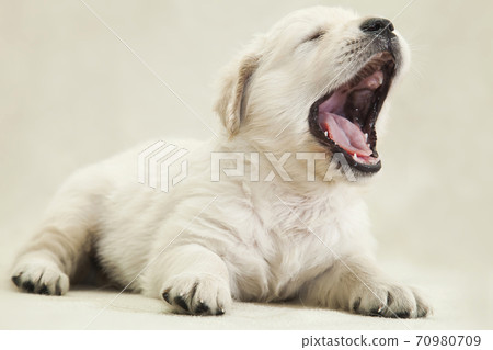 Little Golden Retriever Puppy Lying and Yawning 70980709