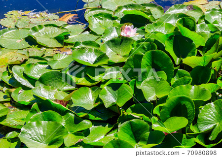 Pink lotus flowers (Nelumbo nucifera) in a pond 70980898