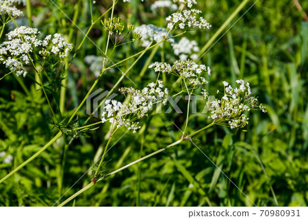 Water hemlock (Conium maculatum) flowers 70980931
