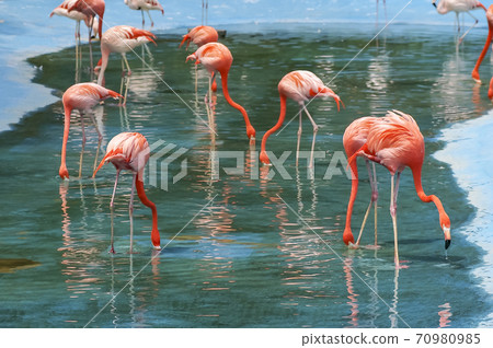 Flamingo Flamingo 70980985