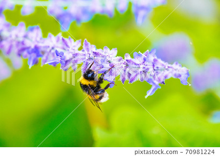 Briarwood Bumblebee Briarwood Bumblebee 70981224