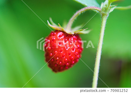 Ezo重草莓 Ezo重草莓 70981252