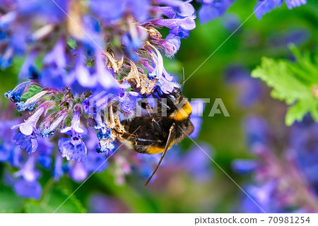 Briarwood Bumblebee Briarwood Bumblebee 70981254