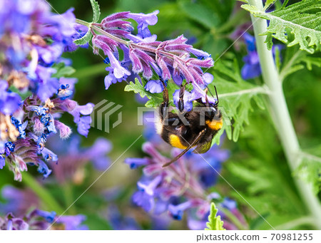 Briarwood Bumblebee Briarwood Bumblebee 70981255