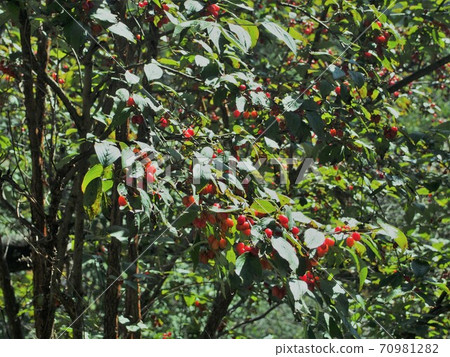 豇豆的紅色果子 豇豆的紅色果子 70981282