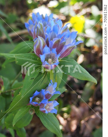 Rindou Gentian Flower Wild Gentian Ryobutsu Rindou Gentian Flower Wild Gentian Ryobutsu 70981362
