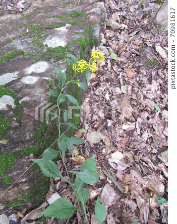 Akinokirinsou / Kanetsukidosan 70981617