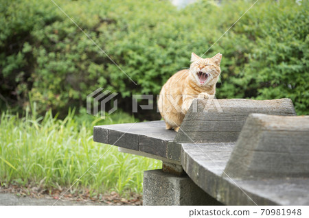 Yawning park stray cat 70981948