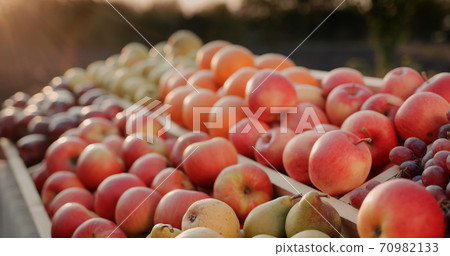 The counter with seasonal fruit at the farmers market - apples, pears and other 70982133