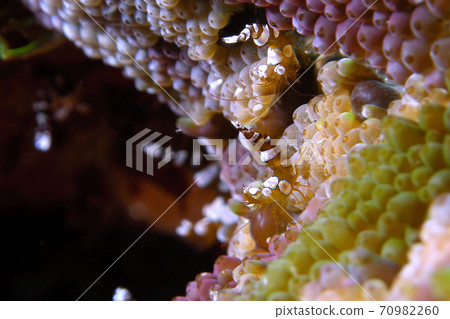 Sea anemone fish Sea anemone fish 70982260