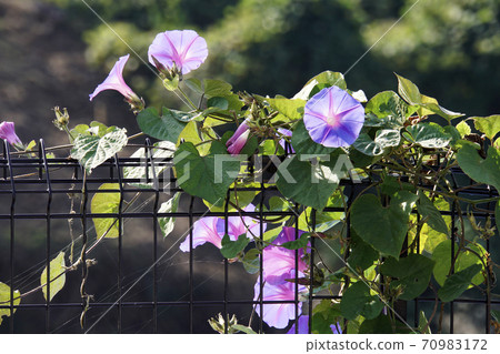 牽牛花在籬笆上糾纏在一起 70983172