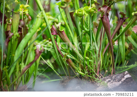 Very rare carnivorous plants in the rainy jungle with morning ground fog or mist, plant science 70983211