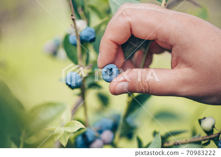 Young woman hands harvesting a fresh blueberries, fruit concept 70983222