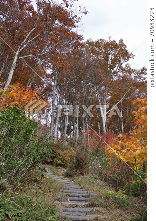 Hakkaisan beech autumn leaves Hakkaisan beech autumn leaves 70983223