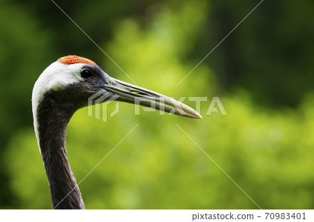 Portrait of a red-crowned crane. Symbol of luck, longevity and fidelity, is one of the rarest crane in the world Portrait of a red-crowned crane. Symbol of luck, longevity and fidelity, is one of the rarest crane in the world 70983401
