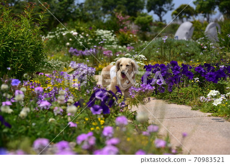 Walk with Dachshund Walk with Dachshund 70983521
