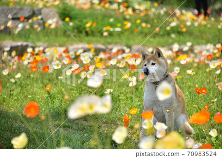 Shiba Inu and Poppy 70983524