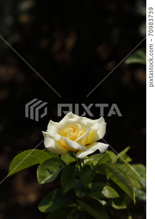 Arao City Ominous Citizen Flower Bed Rose Flower, Arao City Ominous Citizen Flower Bed Rose Flower, 70983739