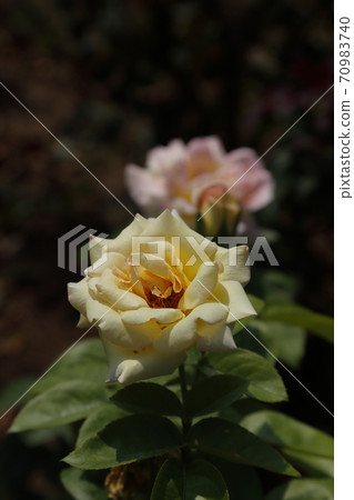 Arao City Ominous Citizen Flower Bed Rose Flower, Arao City Ominous Citizen Flower Bed Rose Flower, 70983740