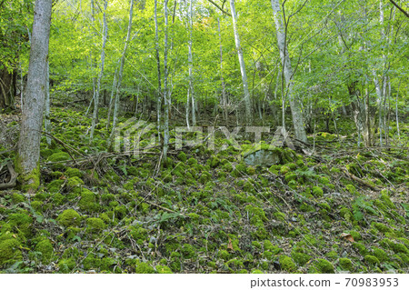 Hinohara Tokyo Citizen's Forest Moss and Birch Forest October Hinohara Tokyo Citizen's Forest Moss and Birch Forest October 70983953