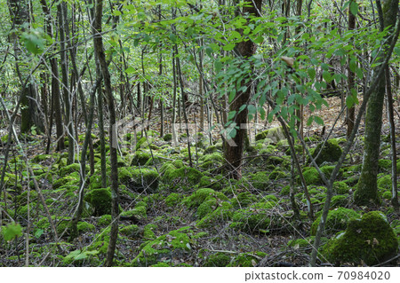 Hibara Tomin no Mori Moss Forest十月 70984020