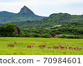 Taiwan Sika Deer 70984601