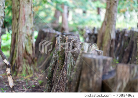 Cultivation of mushrooms (shiitake mushrooms) 70984962