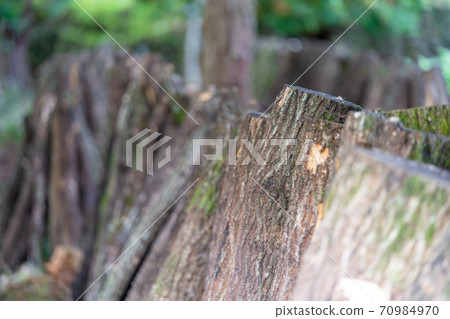 栽培蘑菇（香菇） 70984970