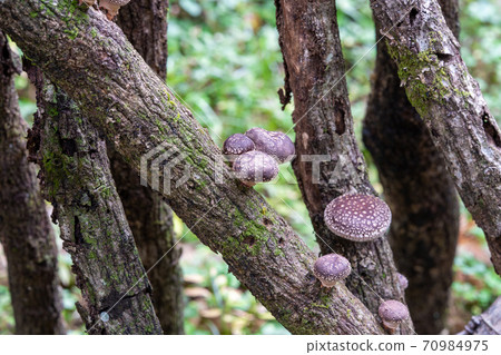 Cultivation of mushrooms (shiitake mushrooms) 70984975