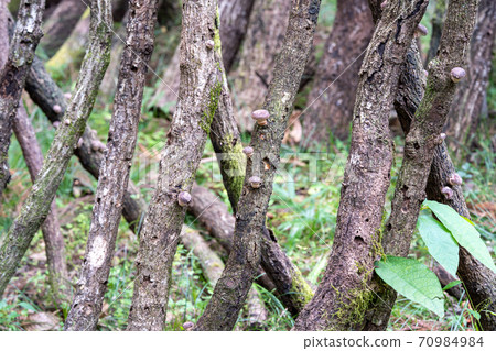 Cultivation of mushrooms (shiitake mushrooms) 70984984
