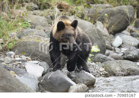 Brown bear walking in search of fish 70985167