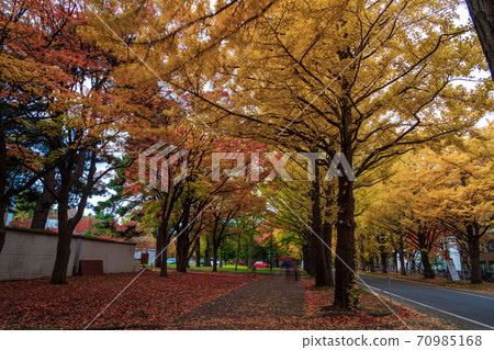 Hokkaido Sapporo City Hokkaido University Autumn leaves Ginkgo Namiki 70985168