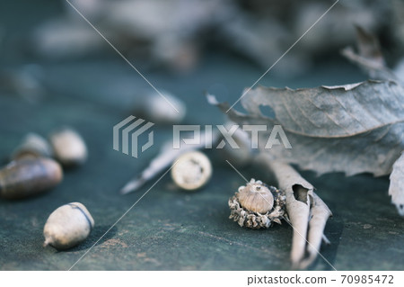 Acorn autumn background material 70985472