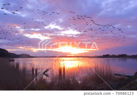 Morning flight of Izunuma Morning flight of Izunuma 70986123