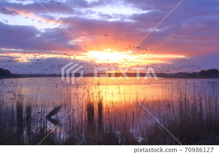 Morning flight of Izunuma Morning flight of Izunuma 70986127