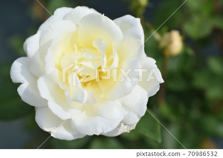 玫瑰（Neige Parfum） 70986532
